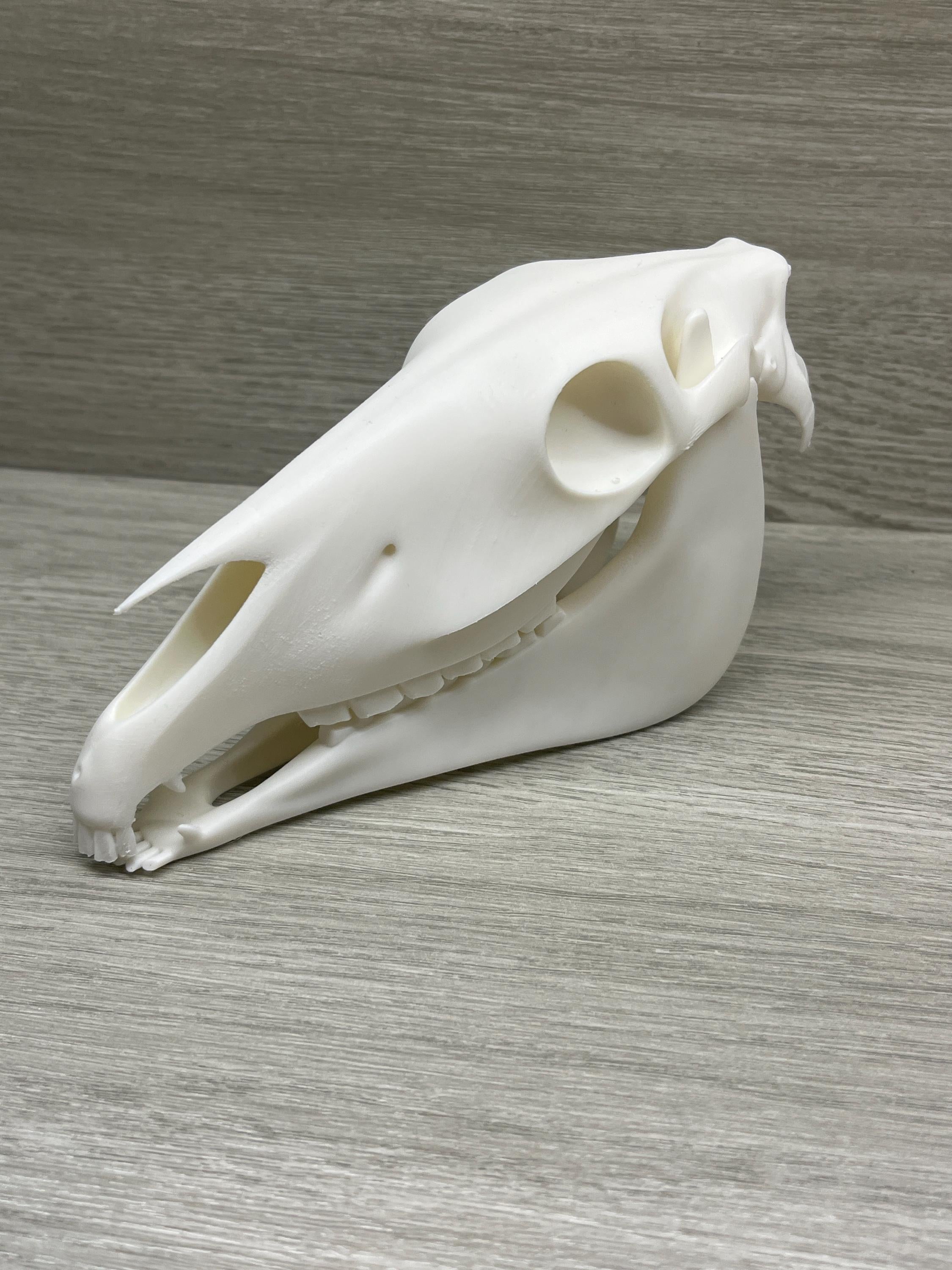 7 inch 3D Printed Horse Skull