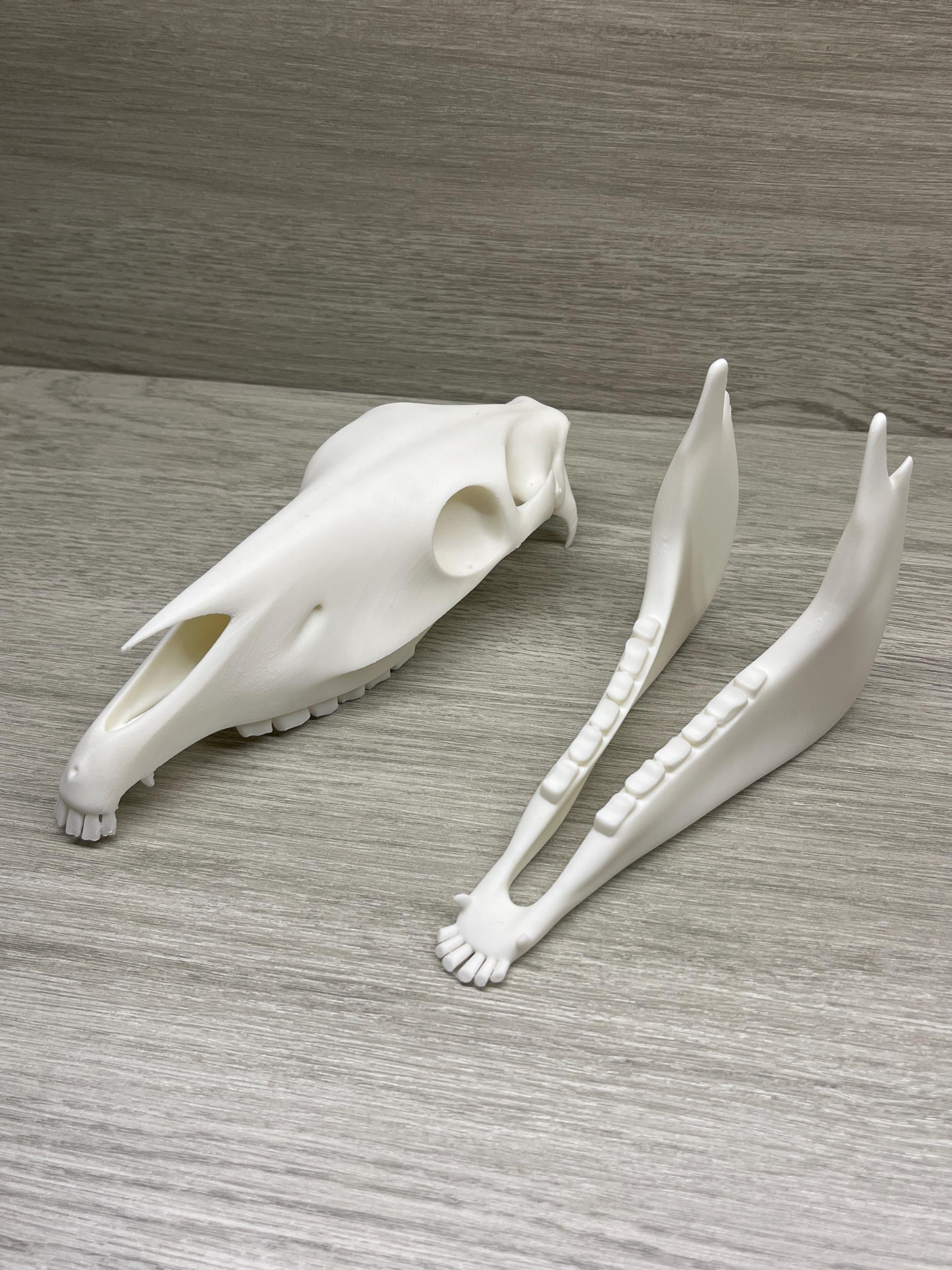 7 inch 3D Printed Horse Skull